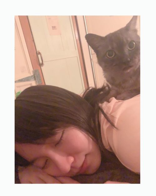 吉岡里帆と猫